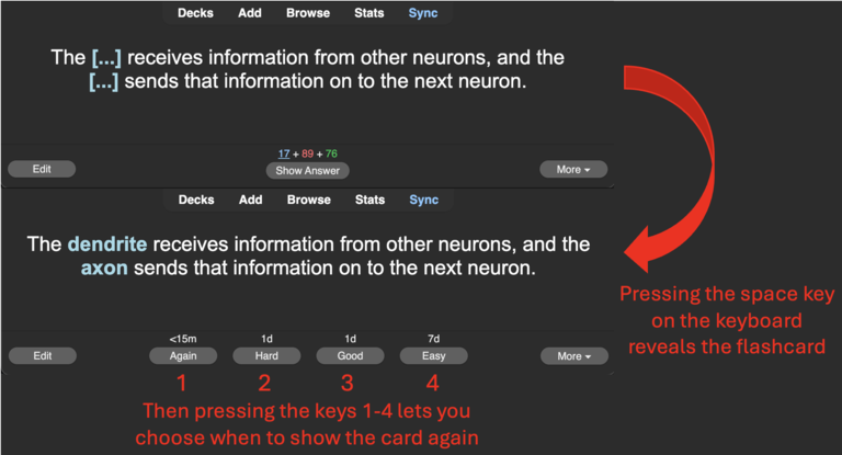 Anki Example